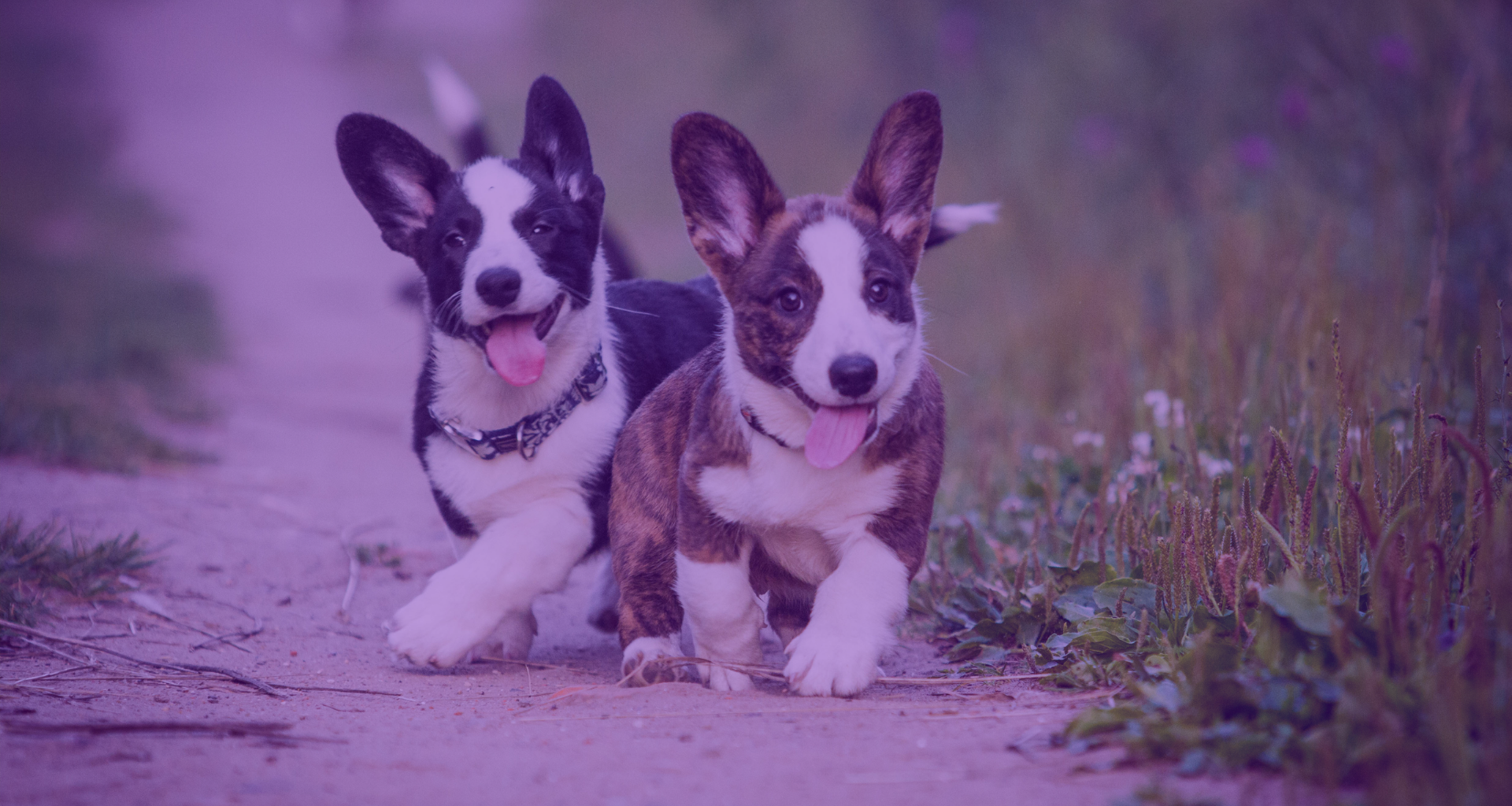 VetTV, tu canal de televisión veterinario presenta: El cachorro-imagen